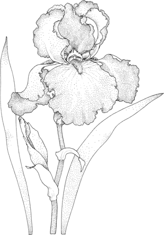 Awesome Iris Coloring Game Awesome Iris