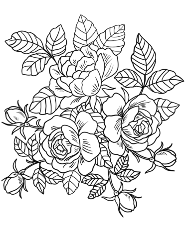 Beautiful Roses