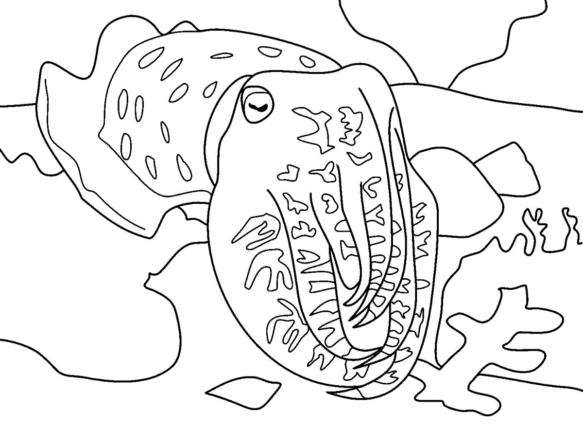Каракатица раскраска для детей