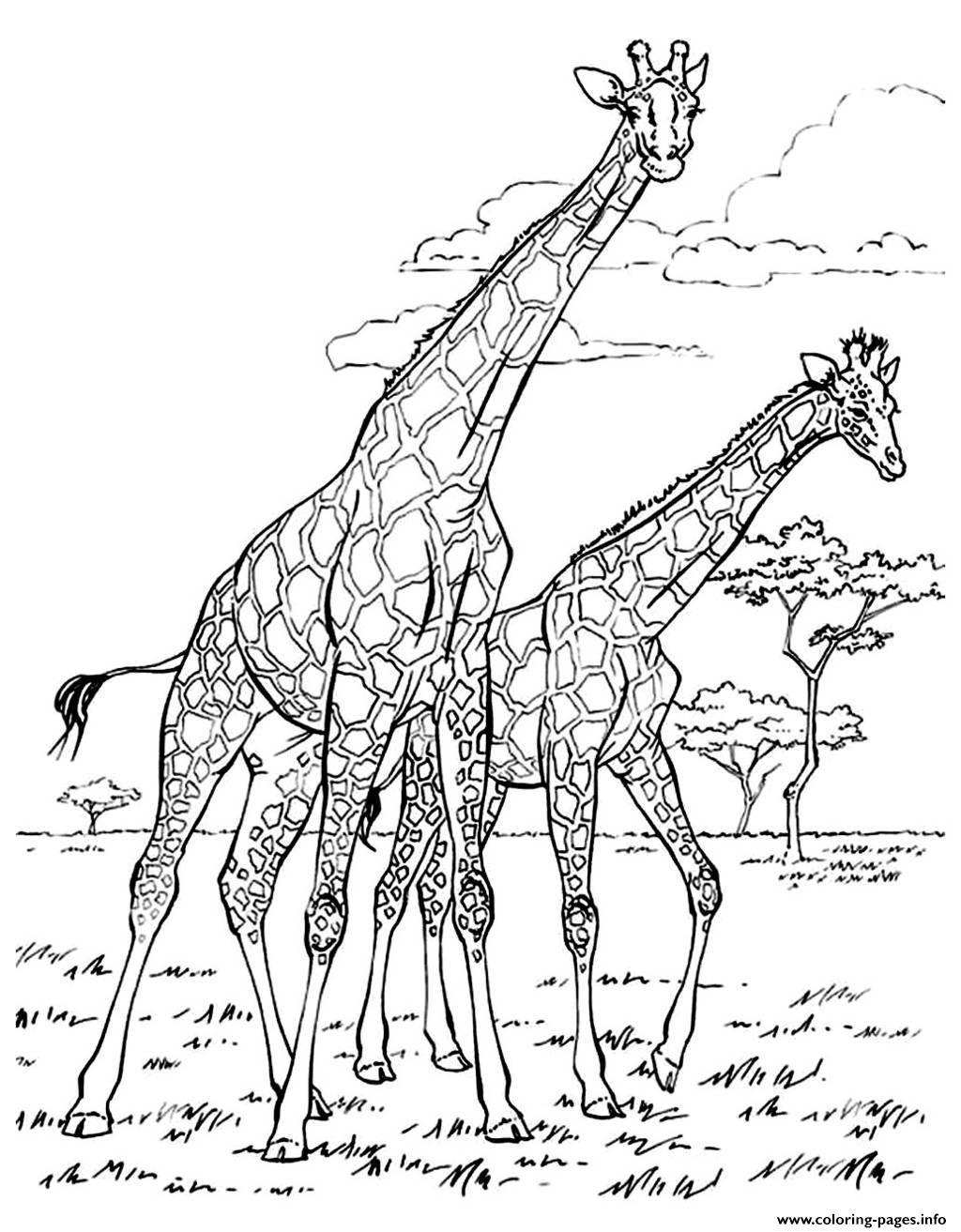 Africa Giraffes Coloring Game Africa Giraffes