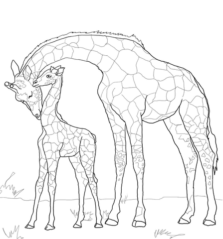 Mother And Baby Giraffe Coloring Game Mother And Baby Giraffe