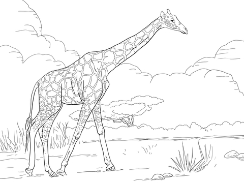 Giraffe Alone Coloring Game Giraffe Alone