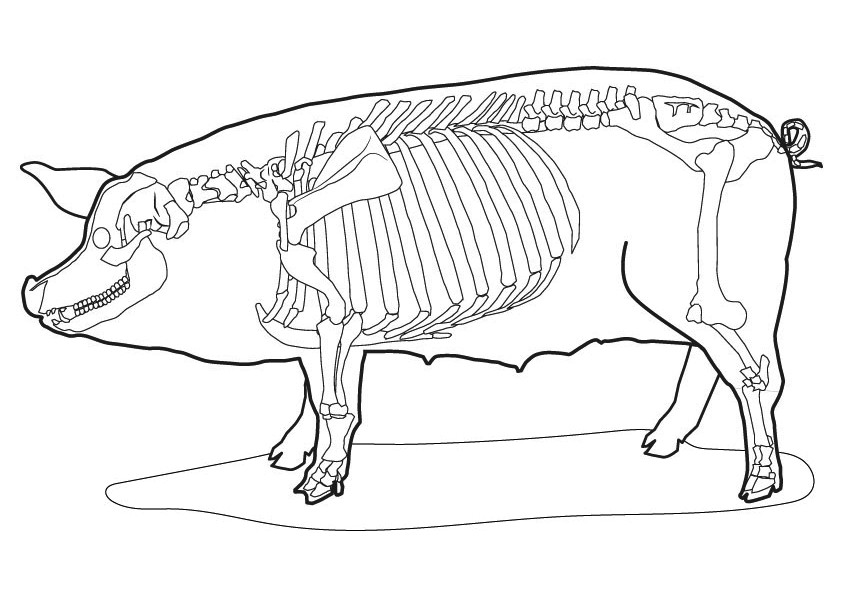 Как нарисовать скелет коровы