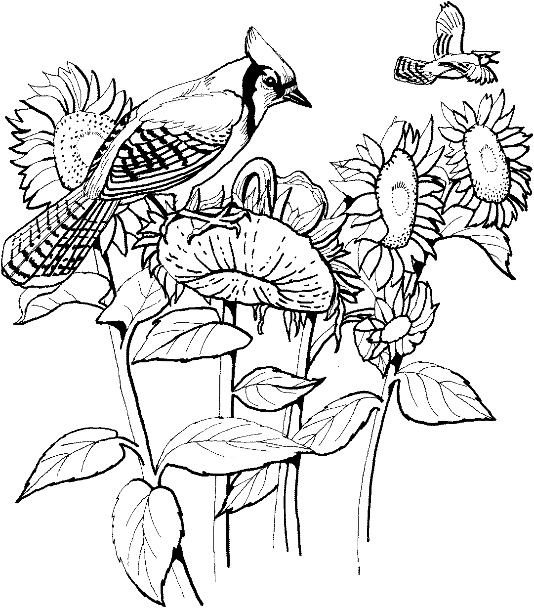 Birds And Sunflowers