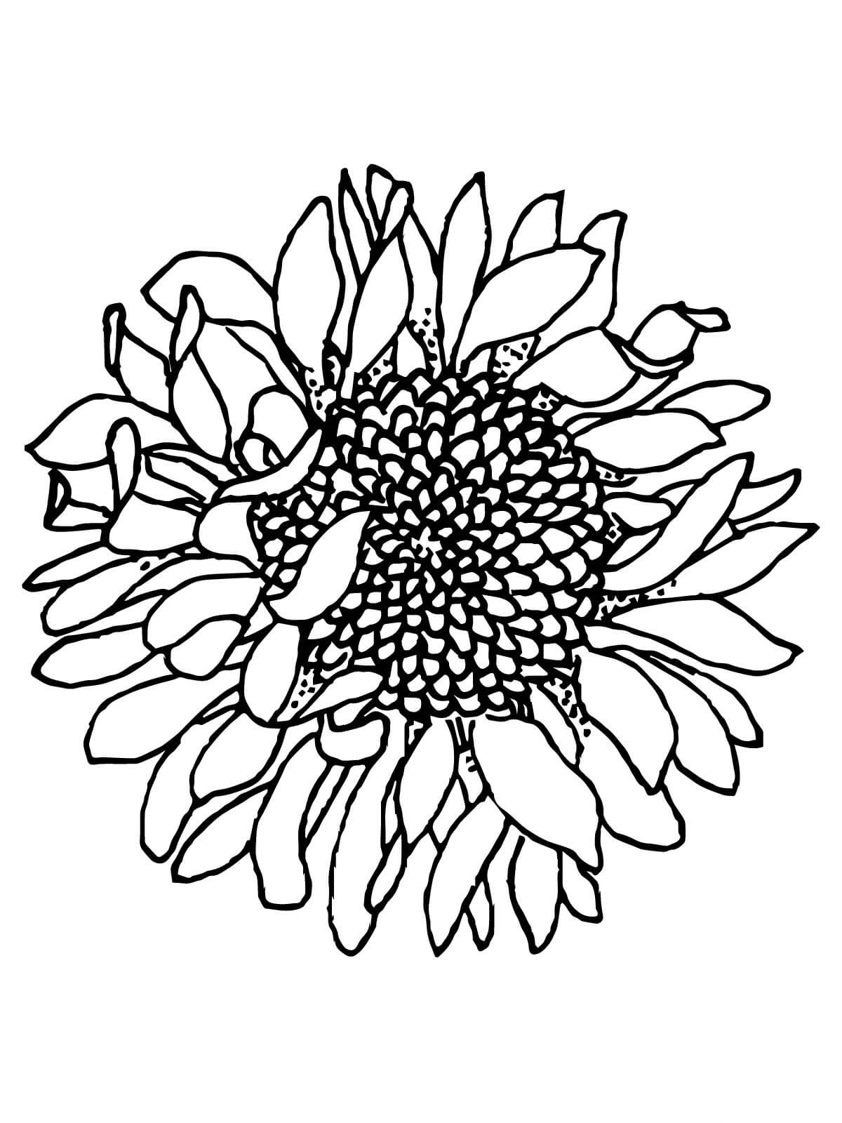 Sunflowers Withered