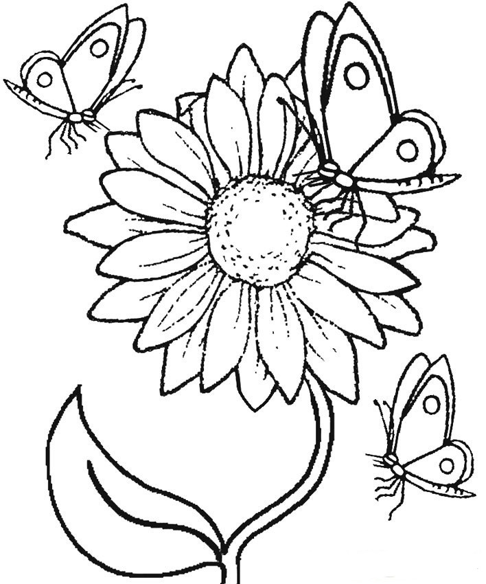 Sunflower And Butterfly