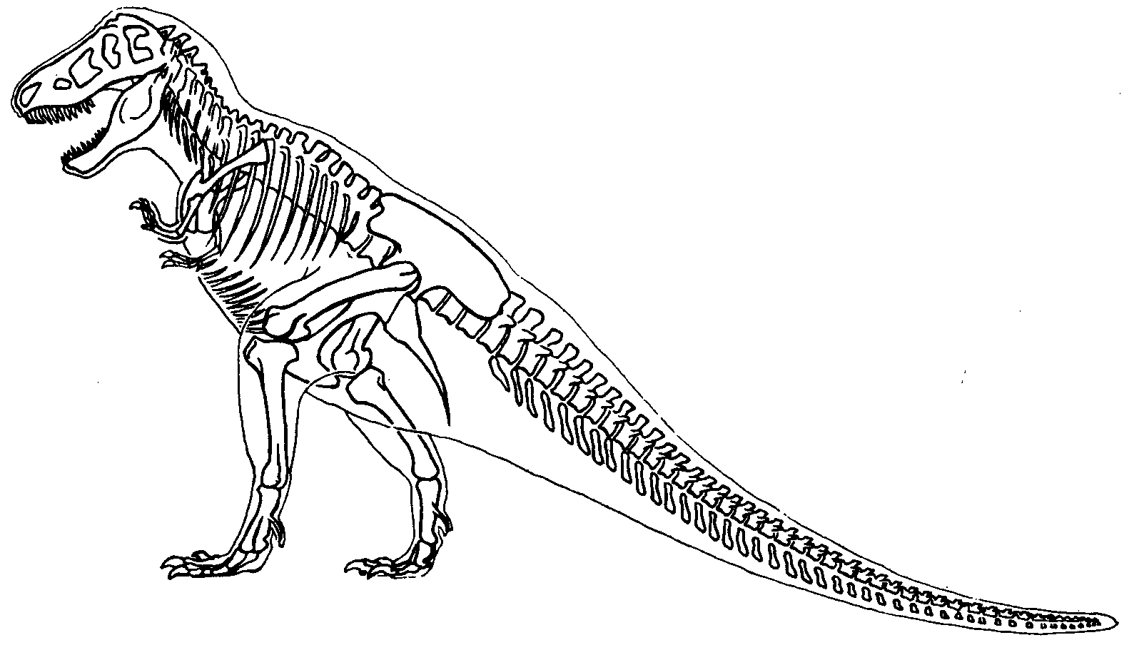 Skeleton T-Rex Coloring Game Skeleton T-Rex