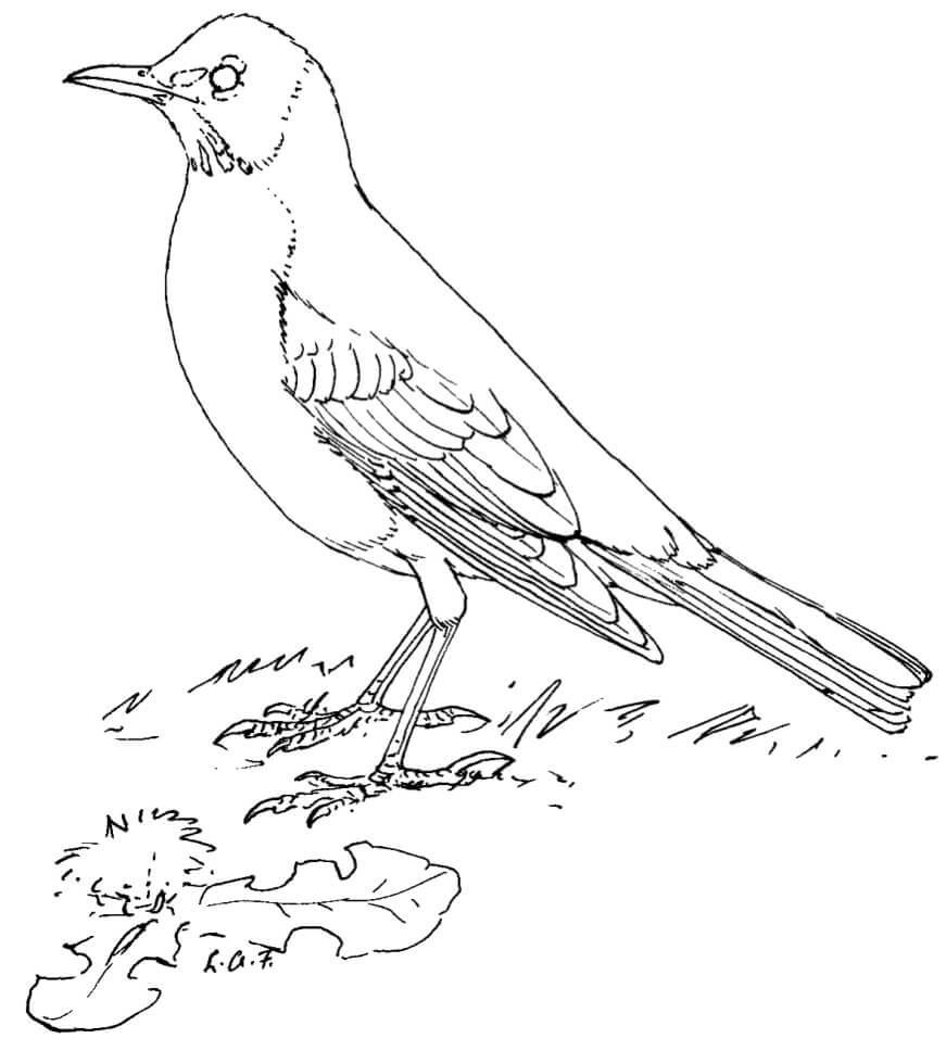 Crow