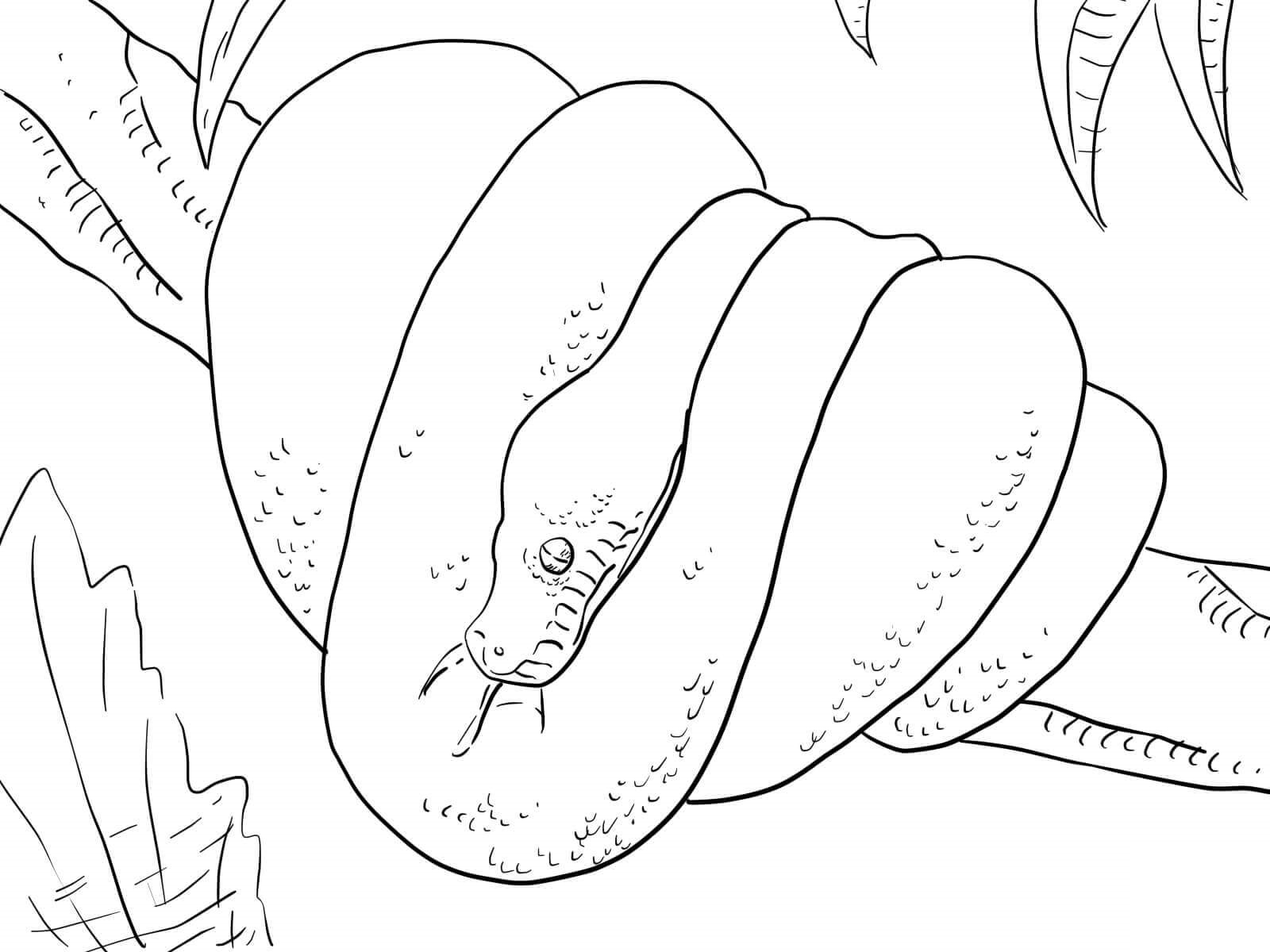Python
