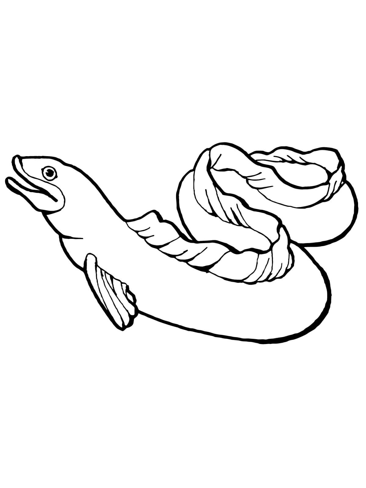 Eel