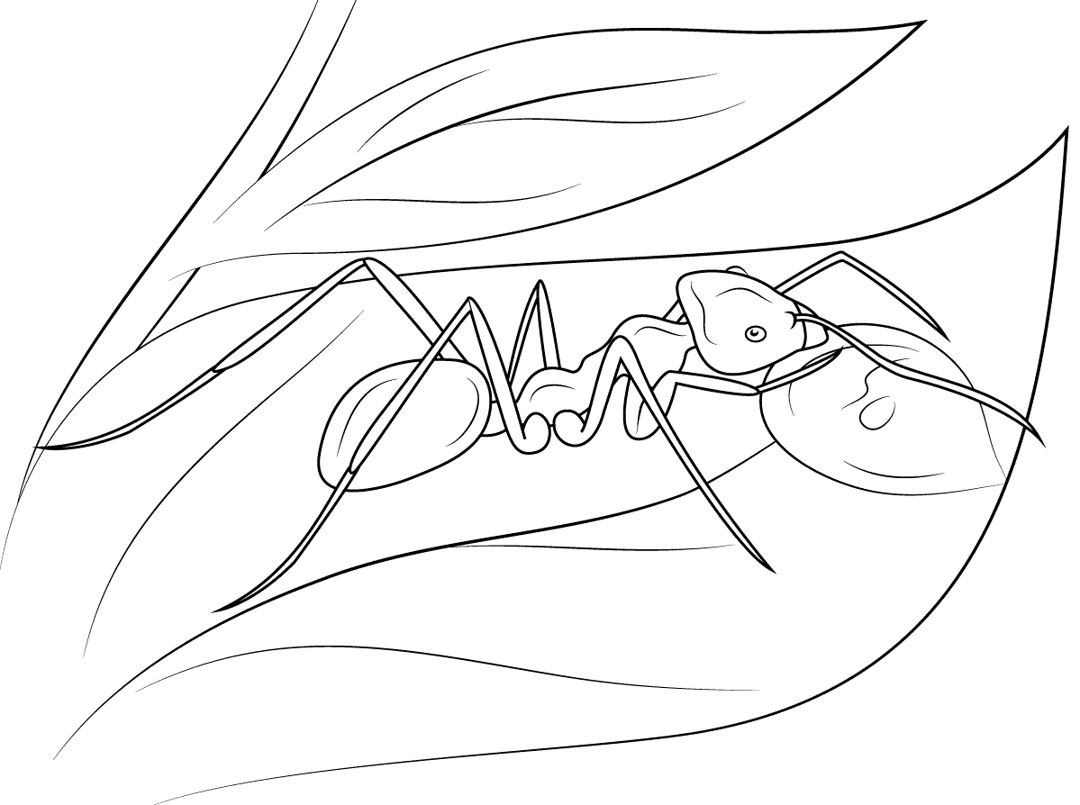 Ant Sleeping On The Leaf