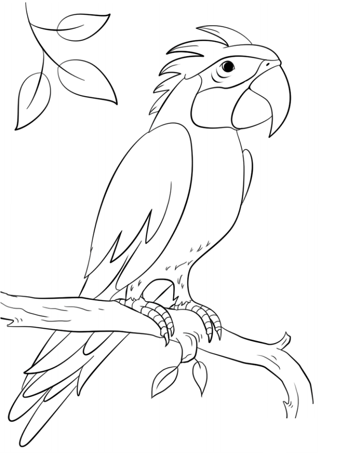 Sisserou Parrot On Branch Coloring Game Sisserou Parrot On Branch