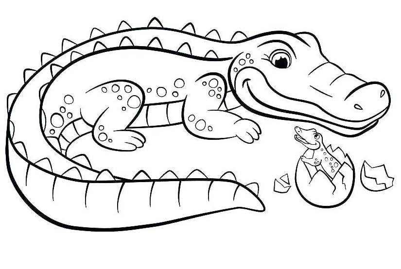 Crocodile