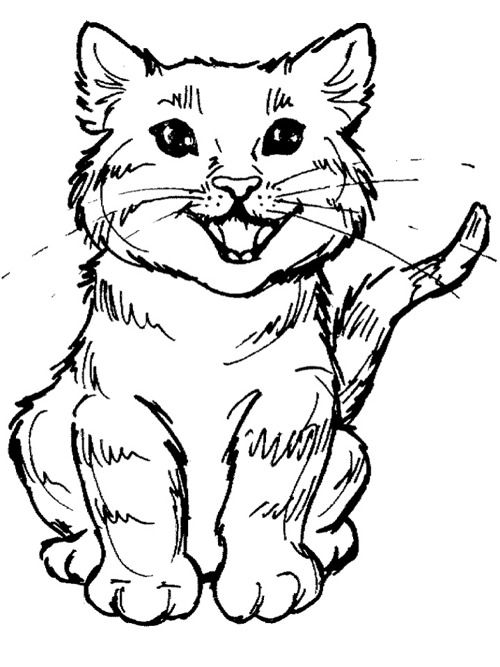 Kitten