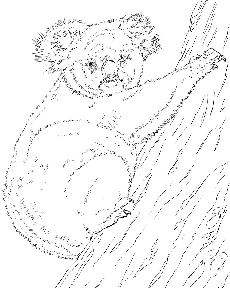 Koala Climbing Tree Coloring Game Koala Climbing Tree