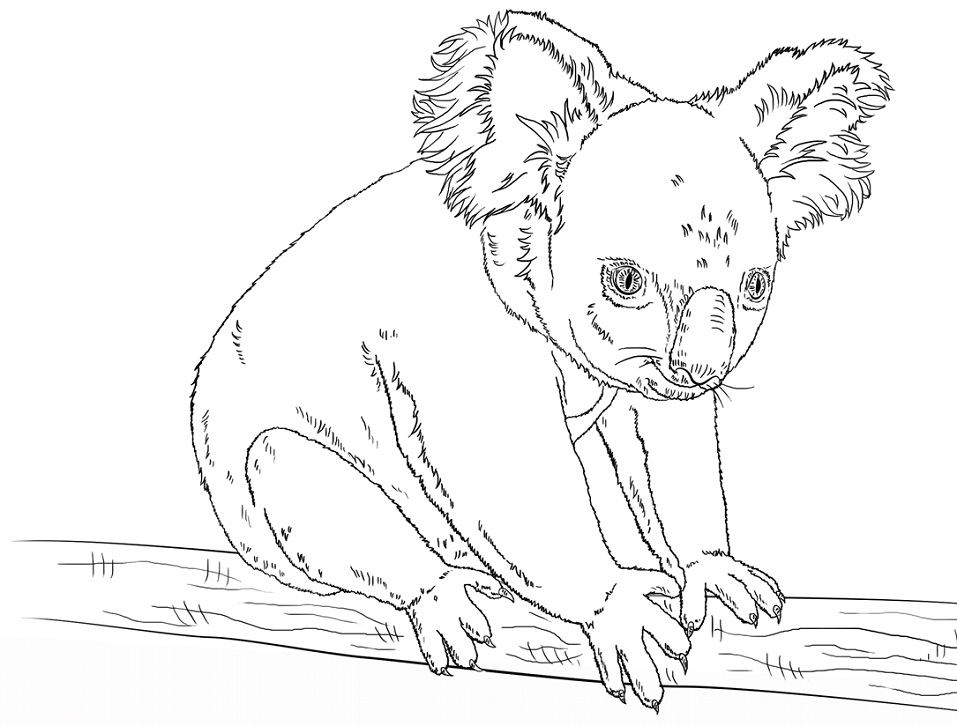 Koala Sitting on a Branch Coloring Game Koala Sitting on a Branch