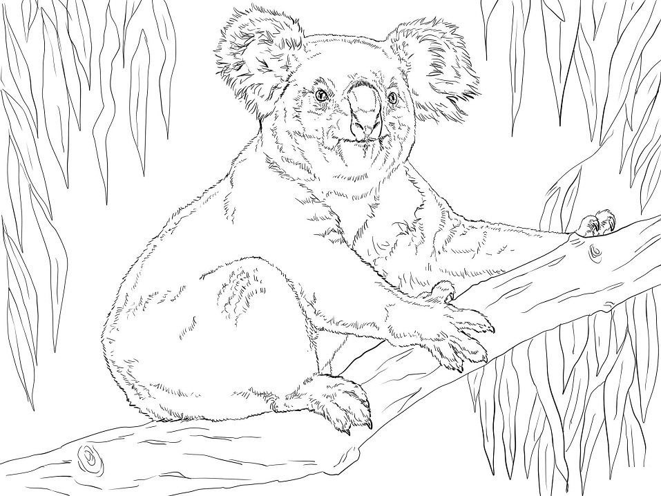 Koala Sits on a Branch Coloring Game Koala Sits on a Branch