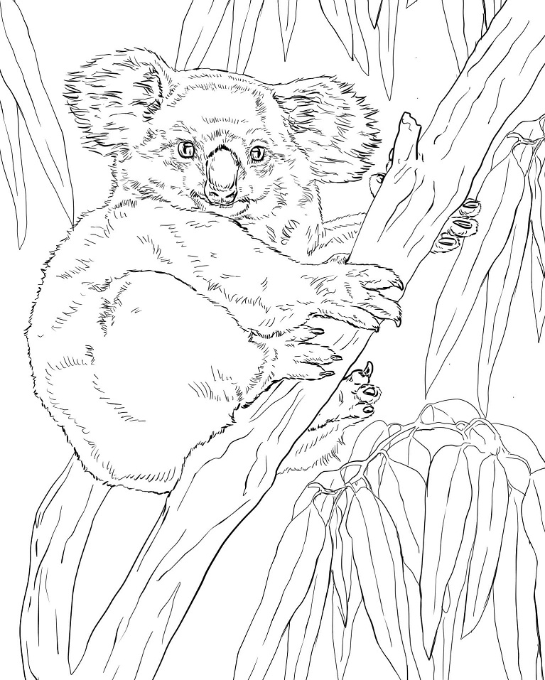 Koala on Eucalyptus Tree Coloring Game Koala on Eucalyptus Tree