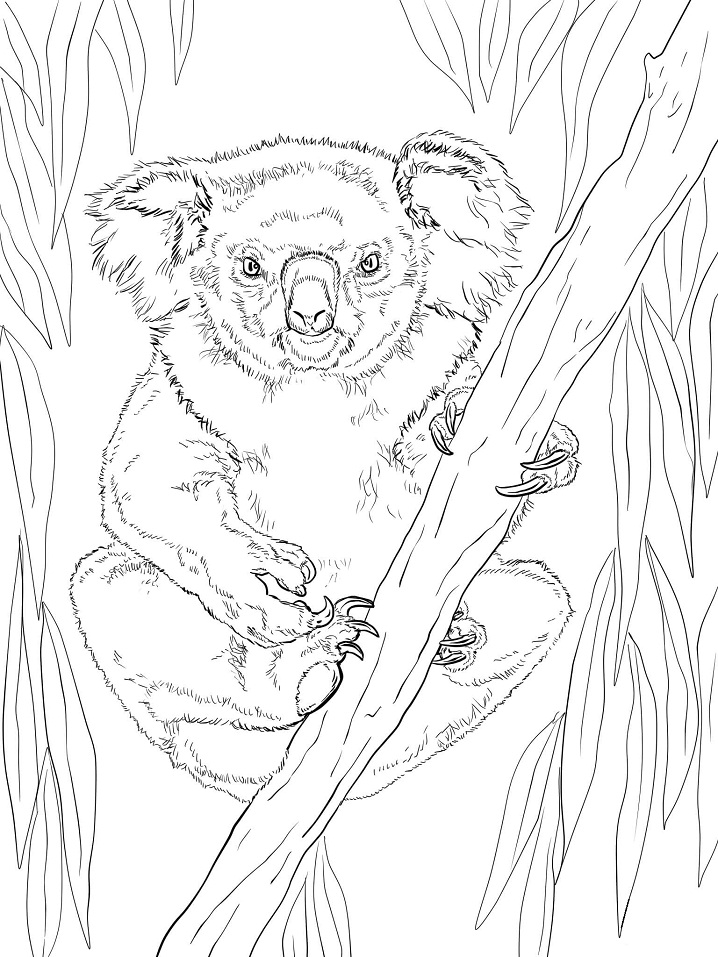 Friendly Female Koala Coloring Game Friendly Female Koala