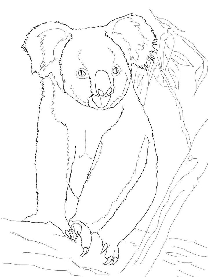 Koala Bear on a Tree Coloring Game Koala Bear on a Tree