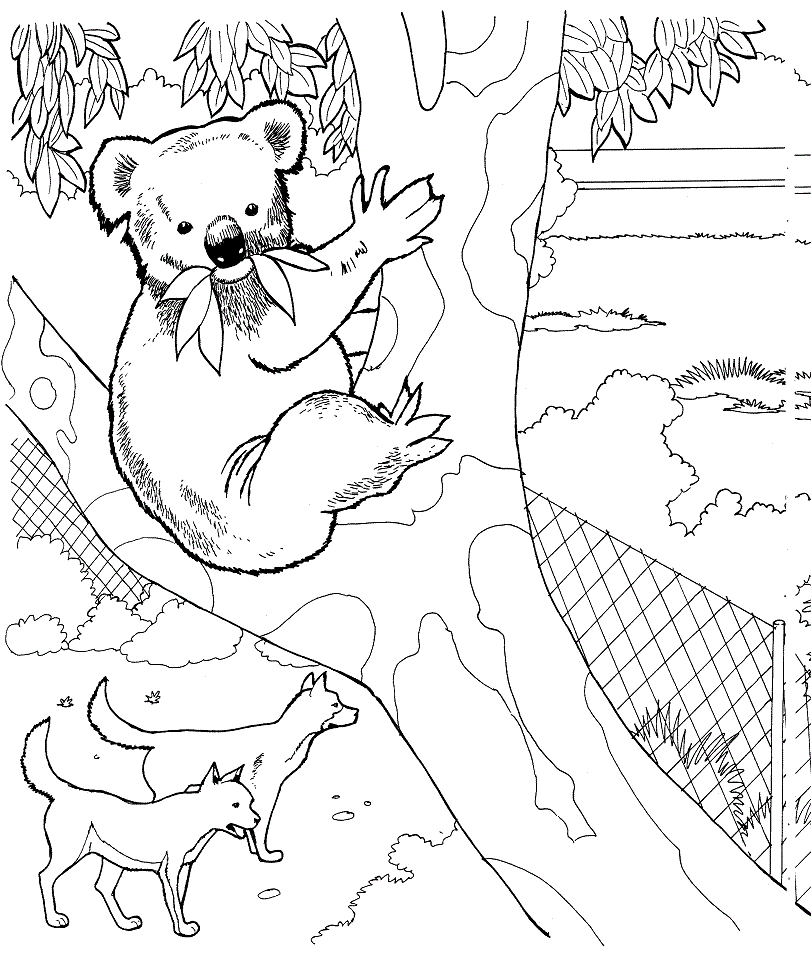 Koala and Dingos Coloring Game Koala and Dingos