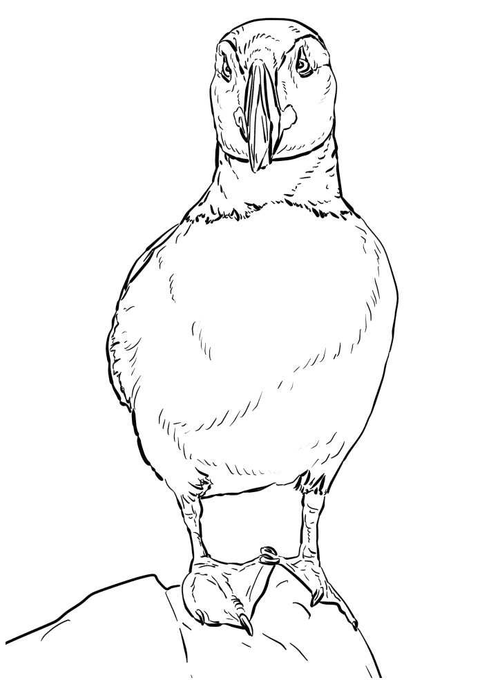 Atlantic Puffin on Stone