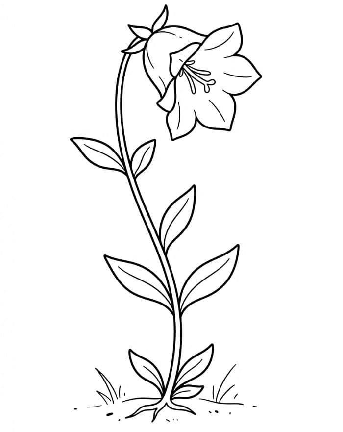 A Bellflower