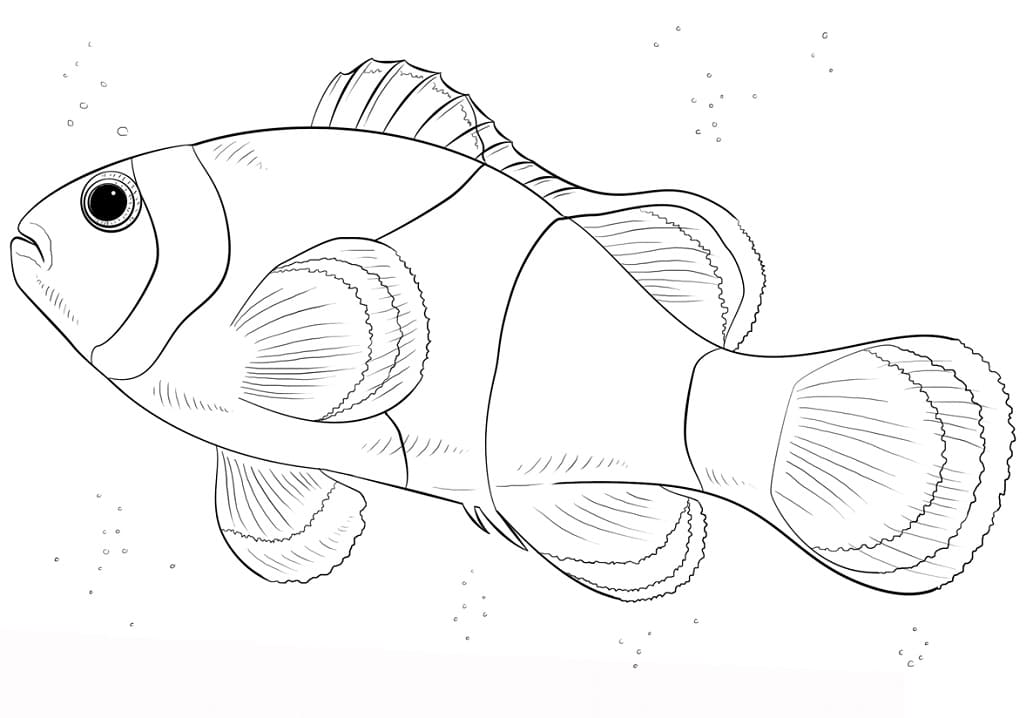 A Clownfish Coloring Game A Clownfish