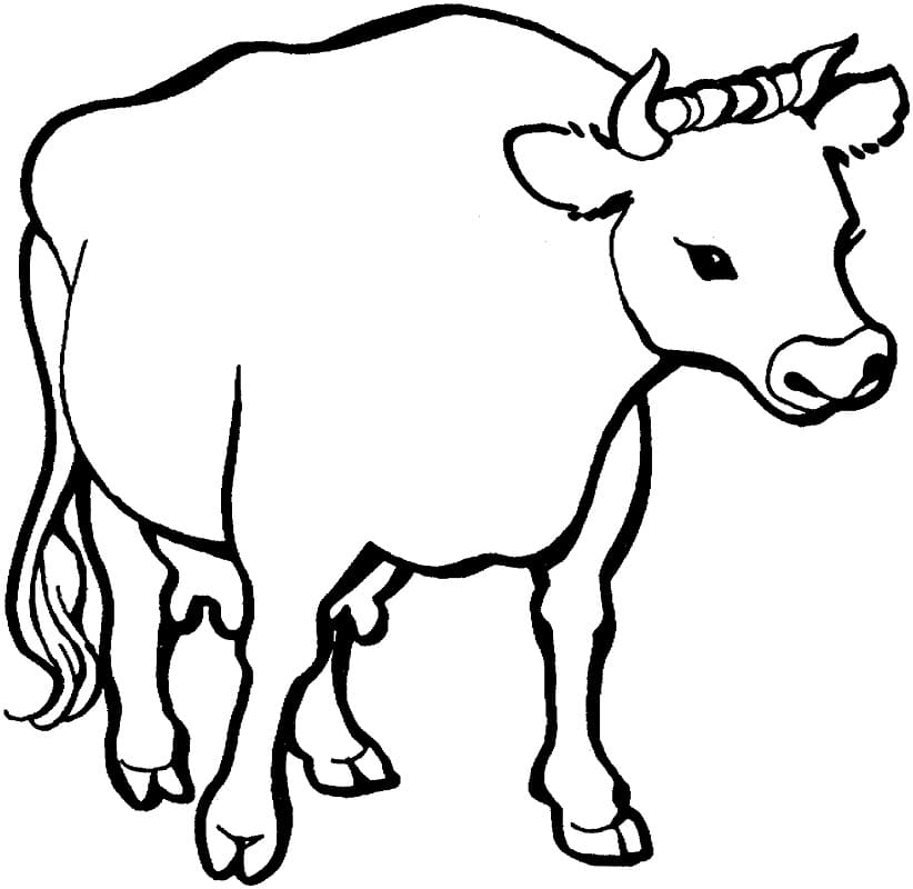 A Cow Coloring Game A Cow