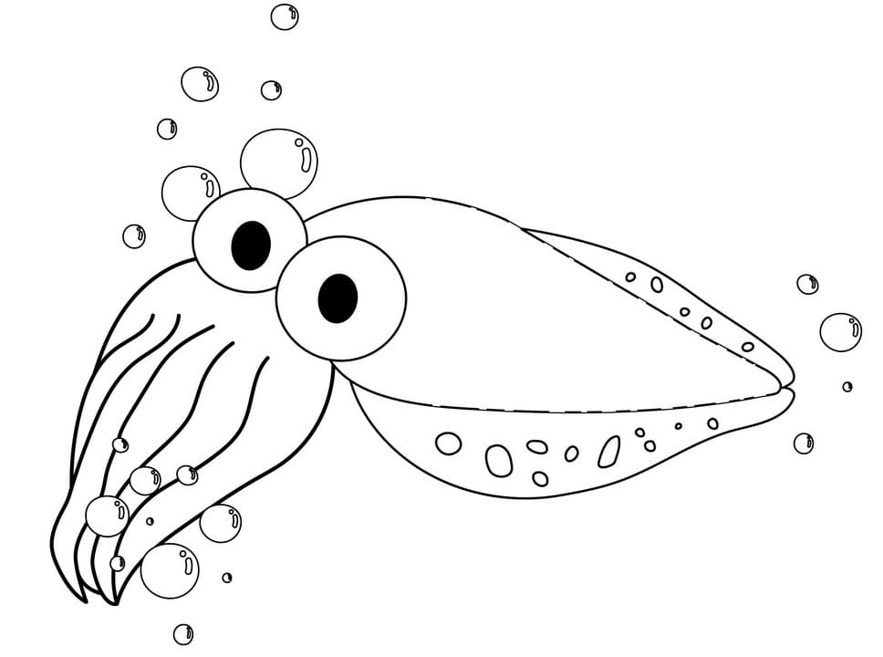 A Cute Cuttlefish