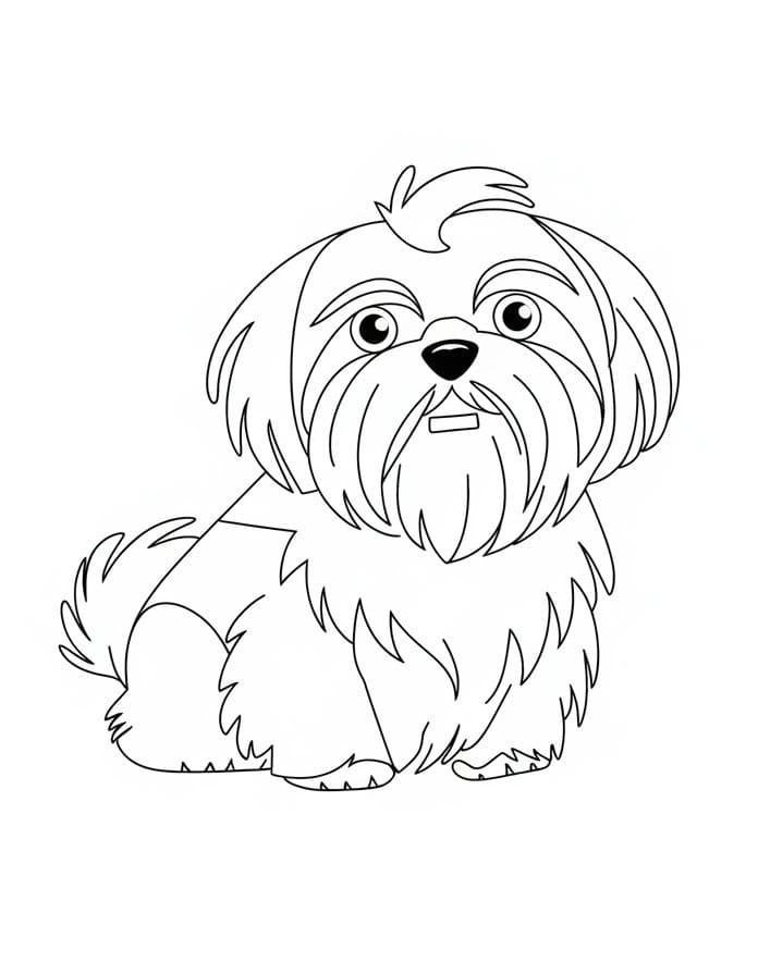 A Cute Shih Tzu