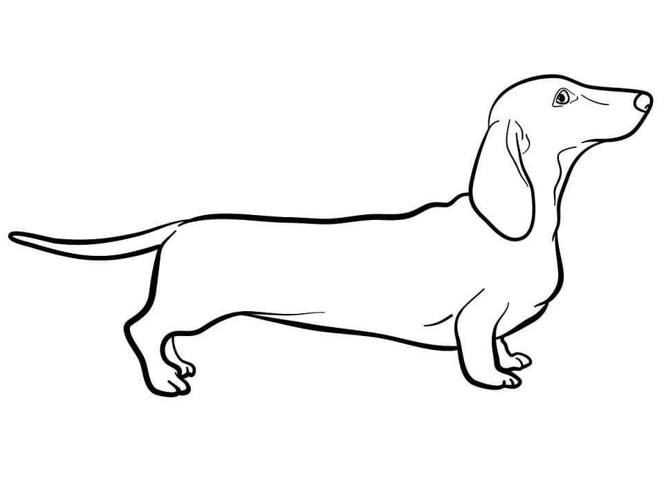 A Dachshund Dog Coloring Game A Dachshund Dog