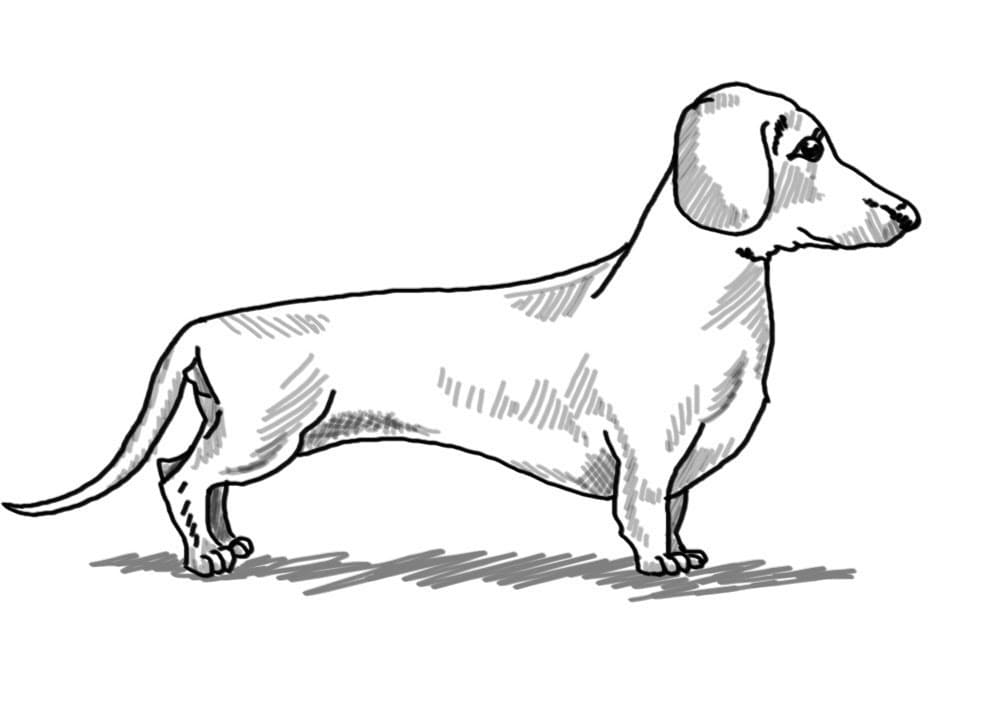 A Dachshund Coloring Game A Dachshund