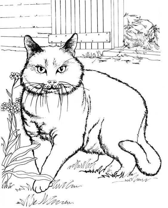 A Fat Cat Coloring Game A Fat Cat
