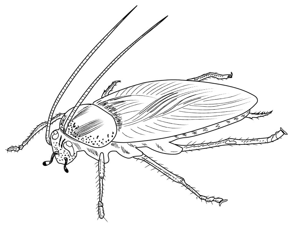 A German Cockroach Coloring Game A German Cockroach