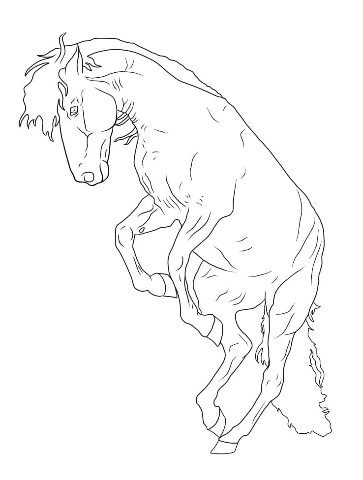 A Horse