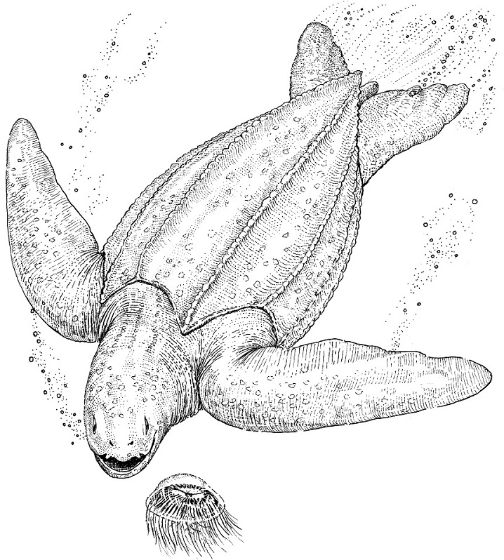 A Leatherback Sea Turtle Coloring Game A Leatherback Sea Turtle