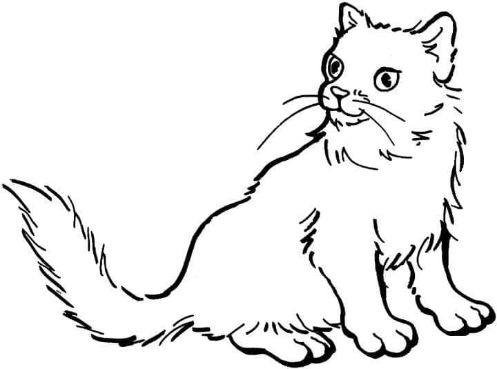 A Normal Cat Coloring Game A Normal Cat