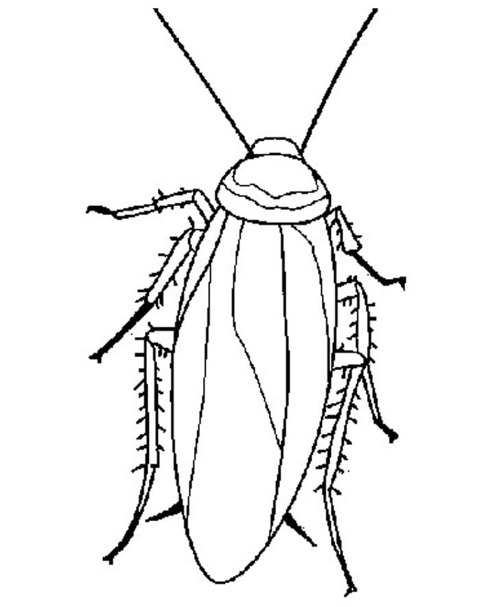 A Normal Cockroach Coloring Game A Normal Cockroach