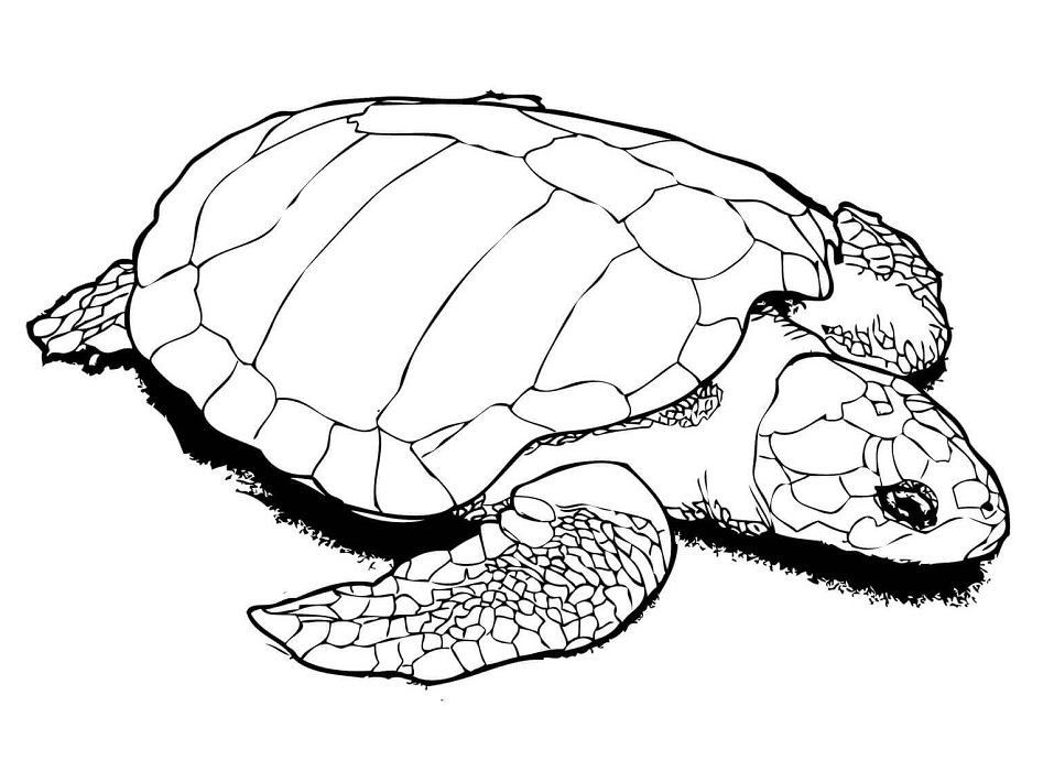 A Olive Ridley Sea Turtle Coloring Game A Olive Ridley Sea Turtle