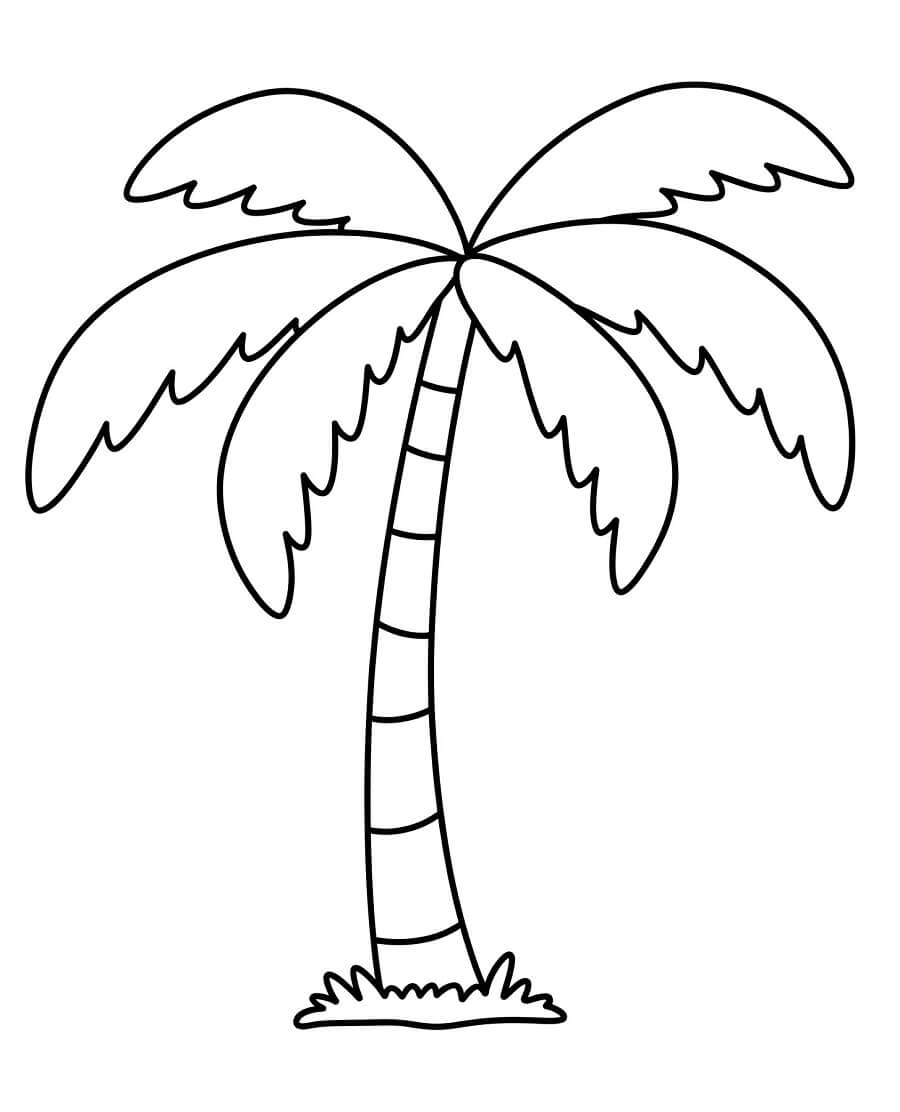 A Palm Tree