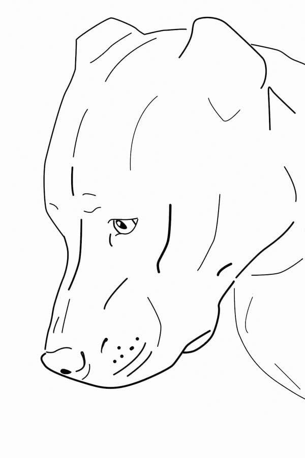 A Pitbull Dog Coloring Game A Pitbull Dog