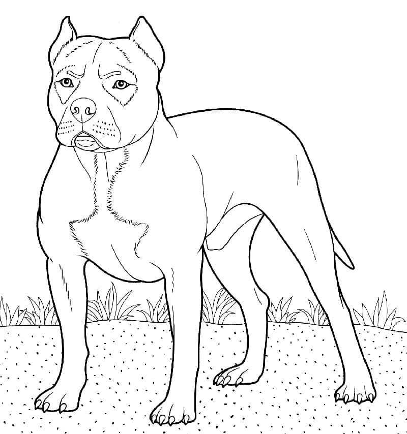 A Pitbull
