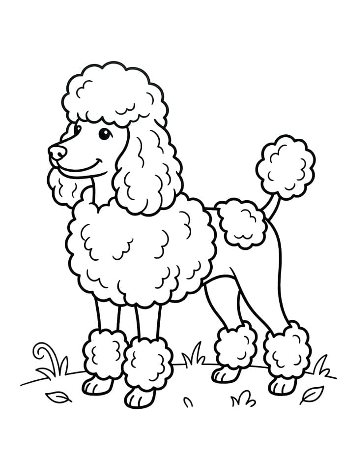 A Poodle Dog