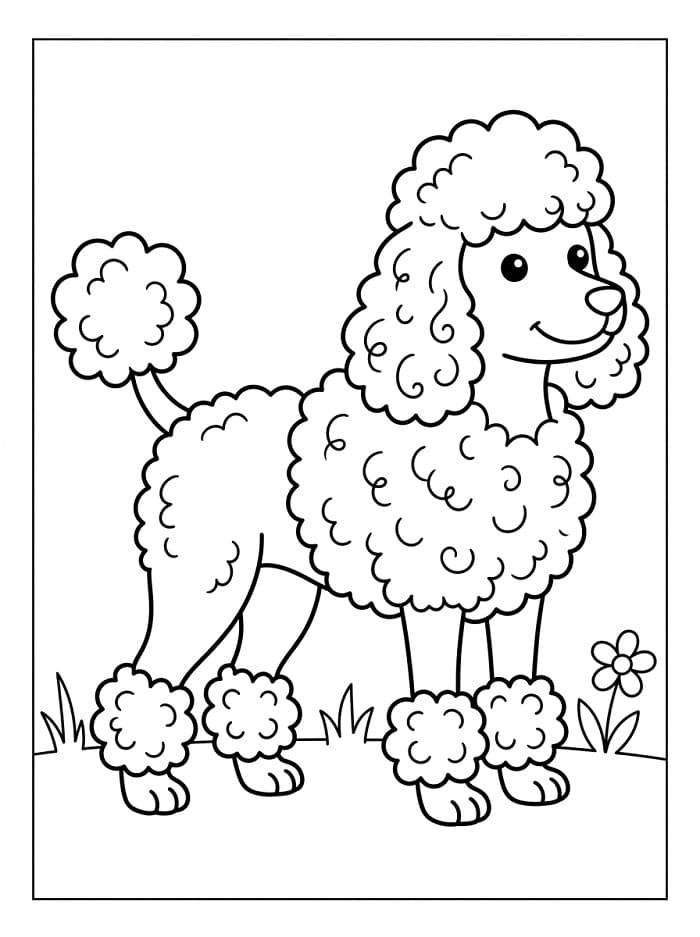 A Poodle