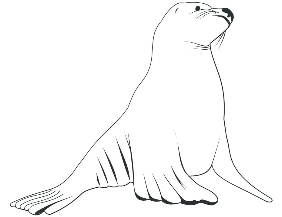 A Sea Lion Coloring Game A Sea Lion