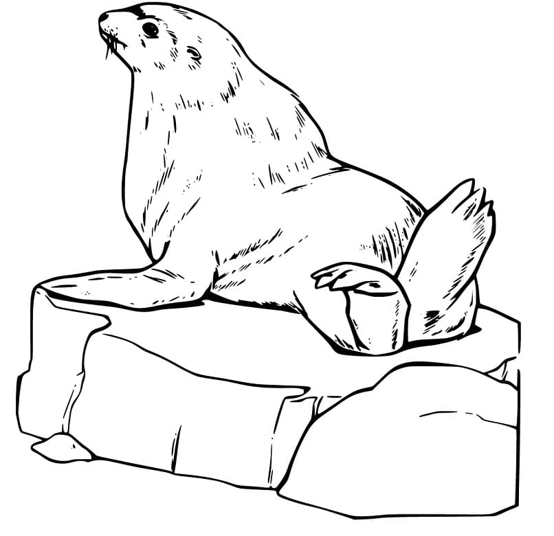 A Sea Lion on Ice Coloring Game A Sea Lion on Ice