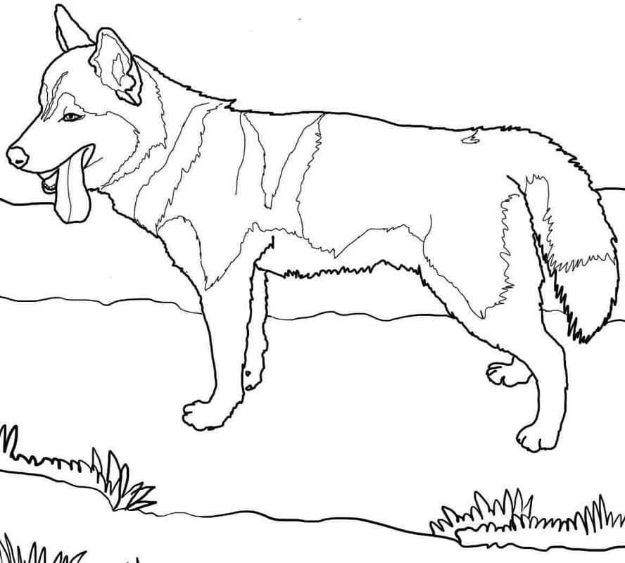 Siberian Husky Coloring - Play Free Coloring Game Online