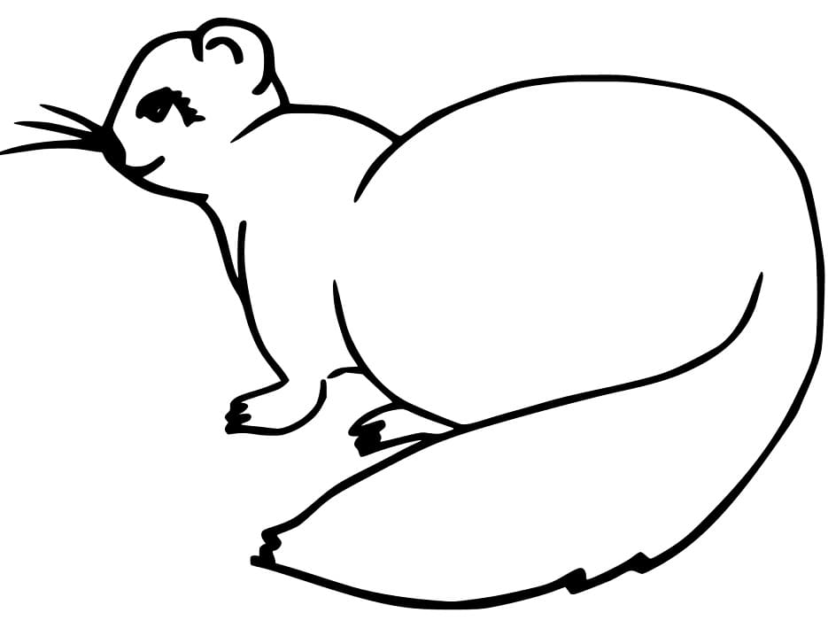 A Simple Ferret