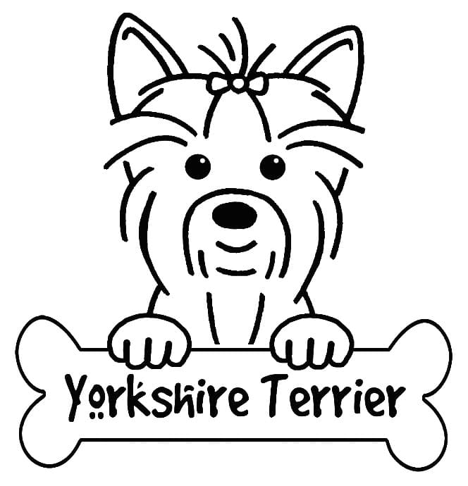 A Simple Yorkie